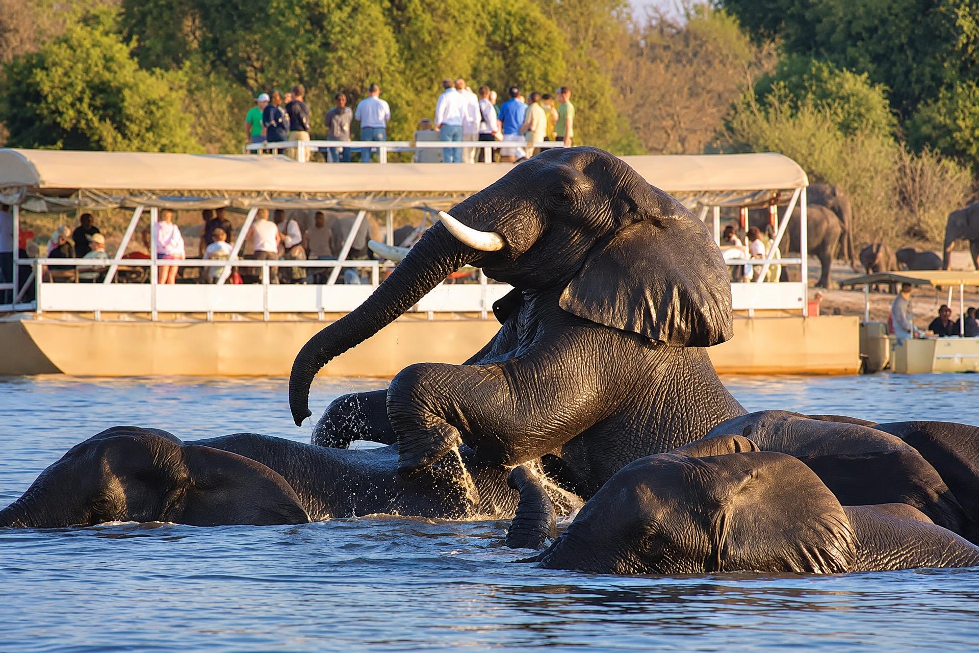 Elephants wading through the Chobe River with a safari boat nearby